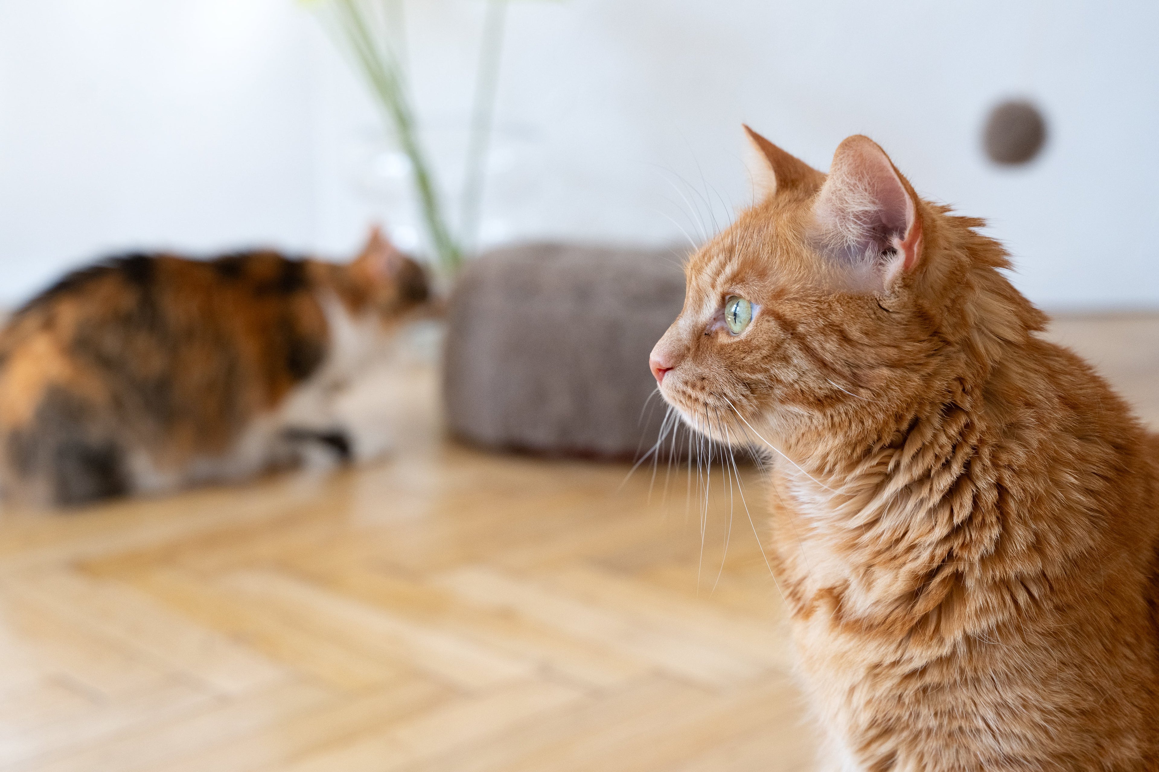 Round Natural Wool Pet Bed - Beige-2
